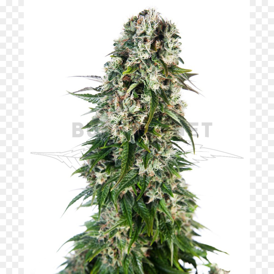 A Sensi Seeds，Autoflorescentes Cannabis PNG