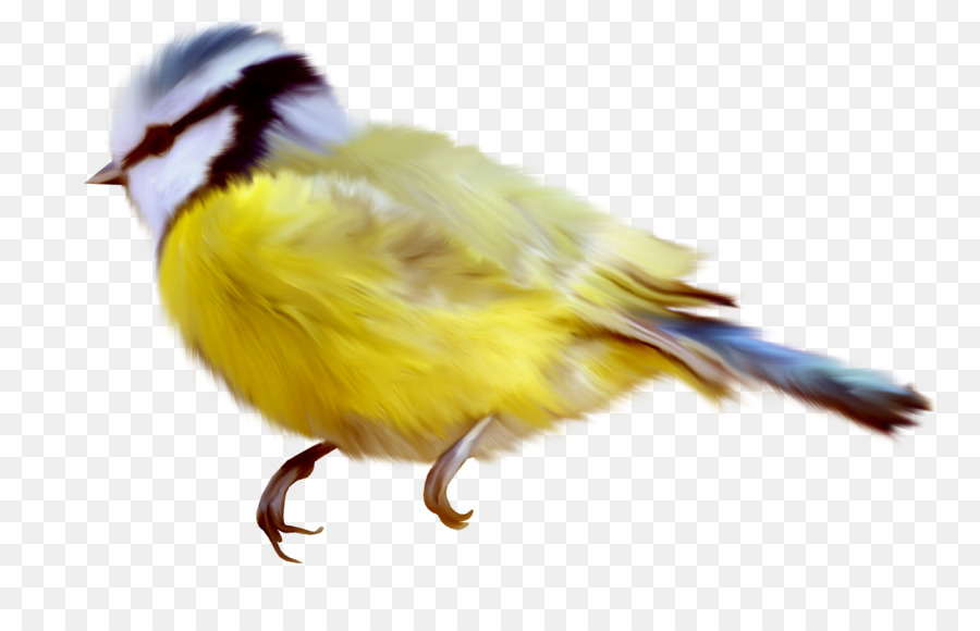 Aves，Blog PNG