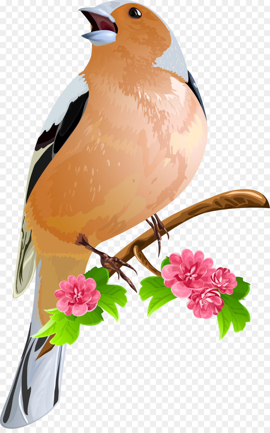 Aves，Flores PNG