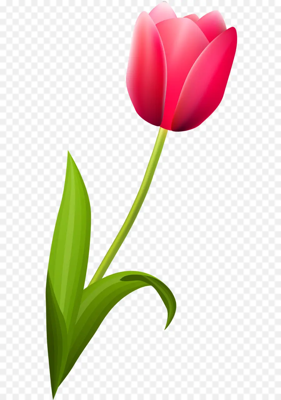 A Floração Da Planta，Tulip PNG