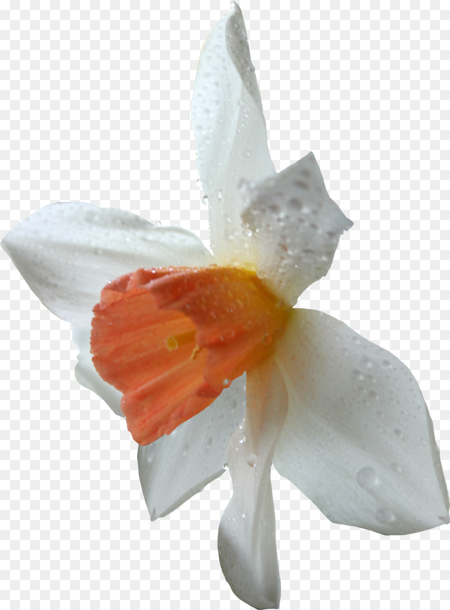 Desenho，Narciso PNG