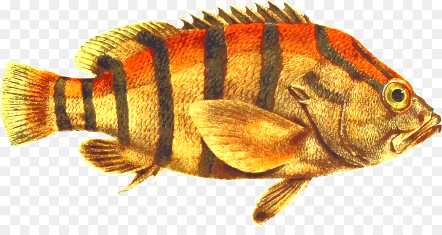 Peixe，Listras PNG