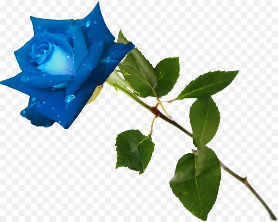 Rosa Azul，Pétalas PNG