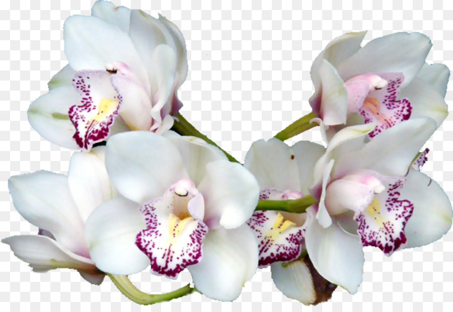 Flor，Ping PNG