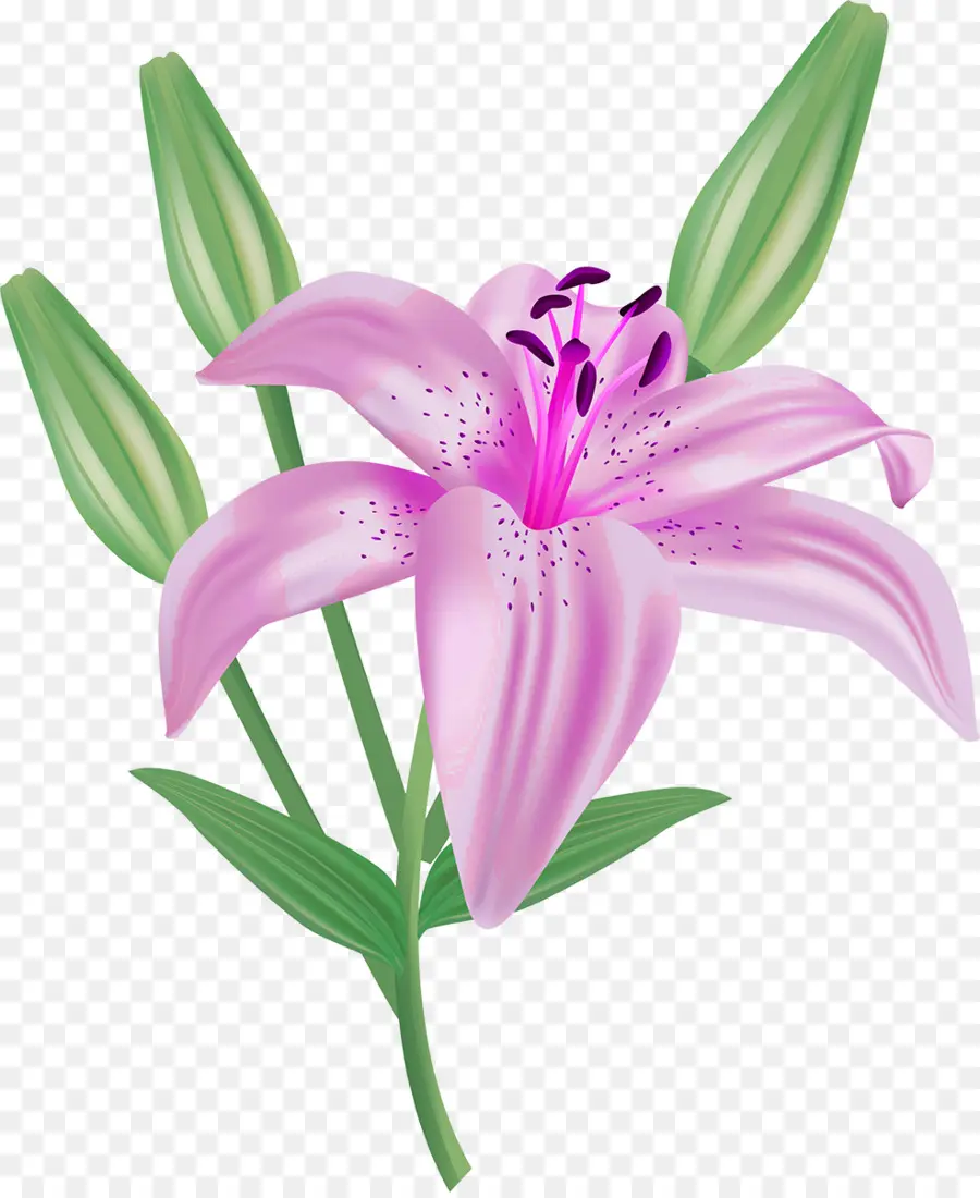Flor，Lilium Candidum PNG