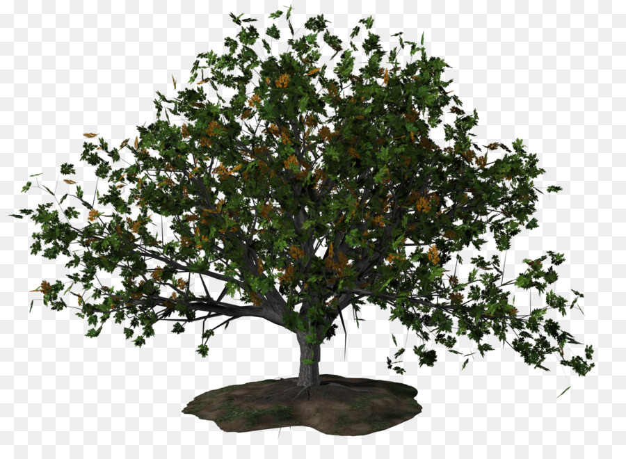árvore，Encapsulated Postscript PNG