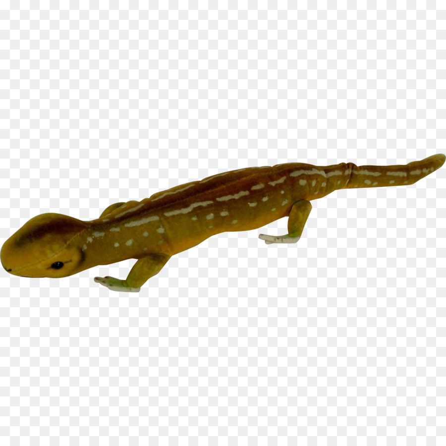 Newt，Anfíbios PNG