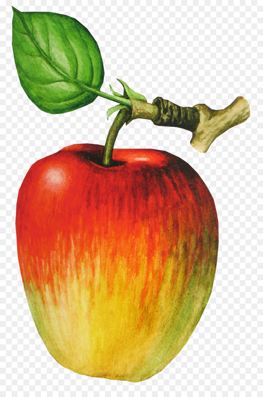 Pêssego，Fruta PNG