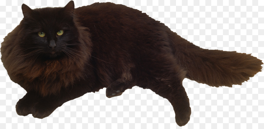 Gato，Felidae PNG