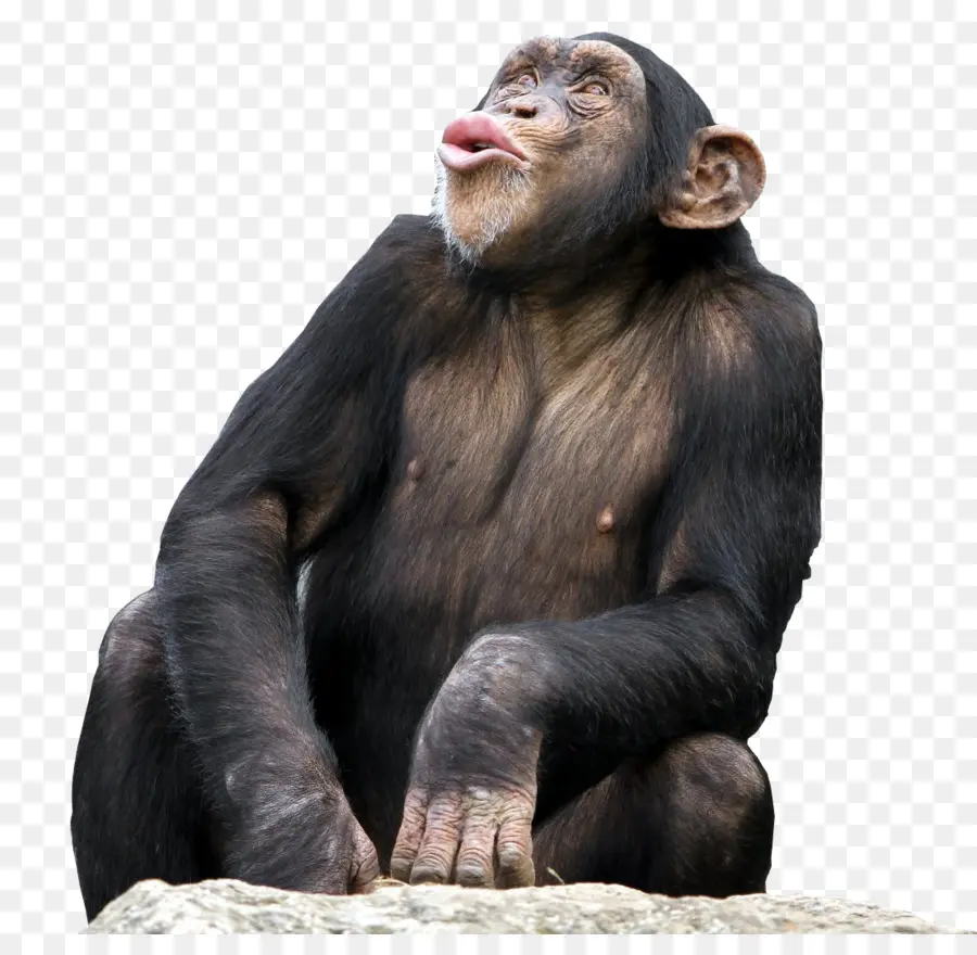 Bonobo，Chimpanzé Comum PNG