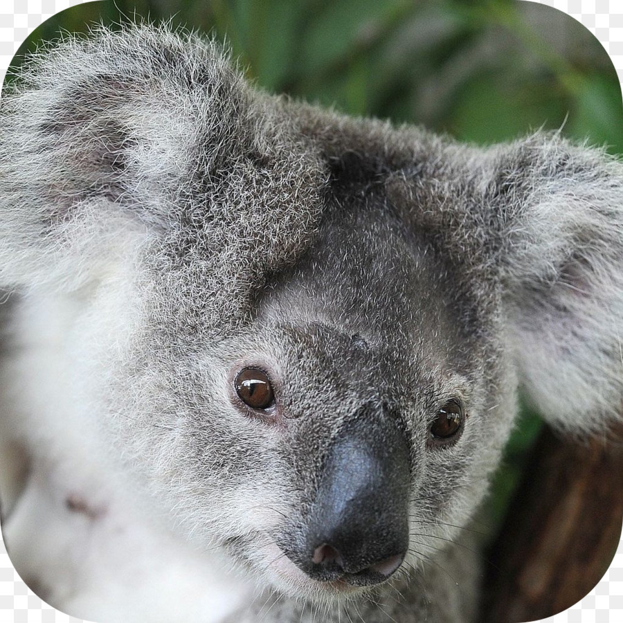 Koala，O Taronga Zoo Sydney PNG