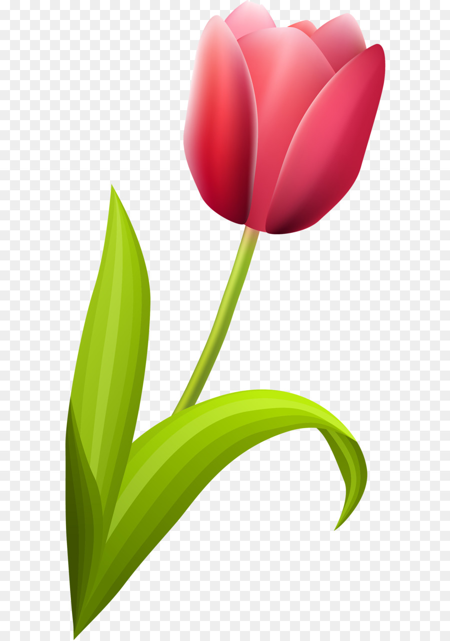 A Floração Da Planta，Tulip PNG