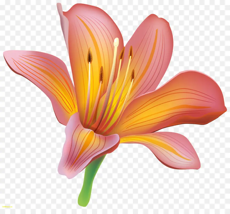 Lilium Bulbiferum，Flor PNG