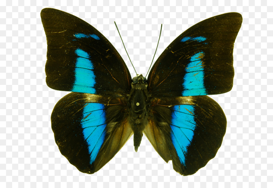 Borboleta Negra，Asas PNG