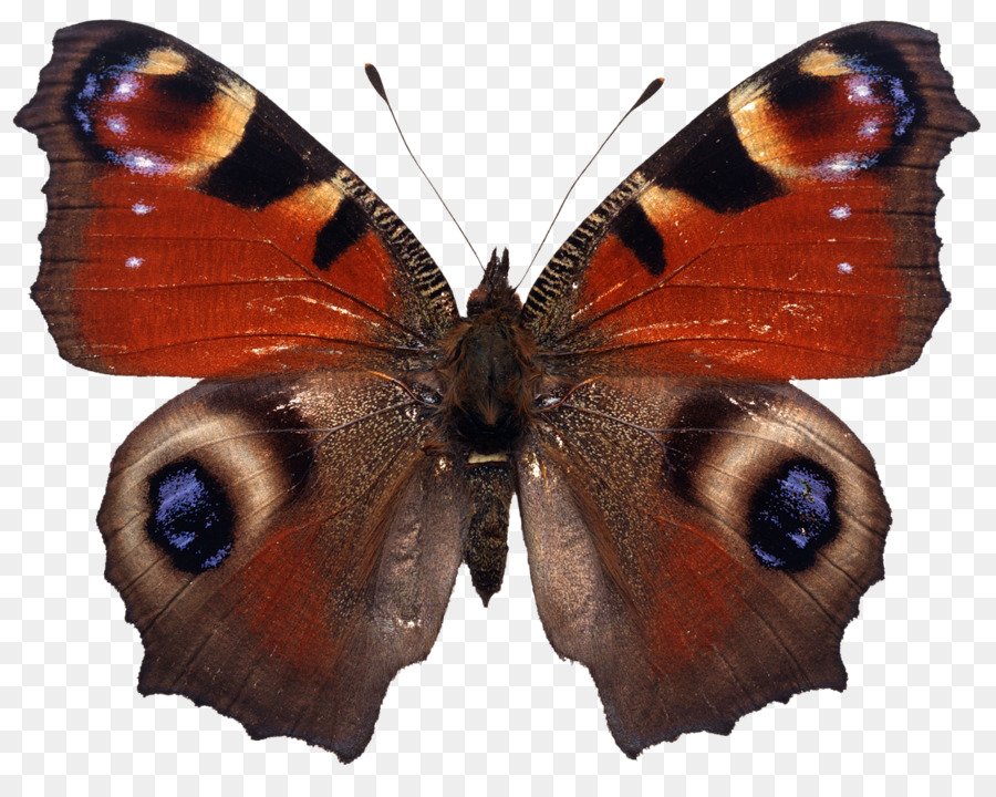 Borboleta，Fotografia De Stock PNG