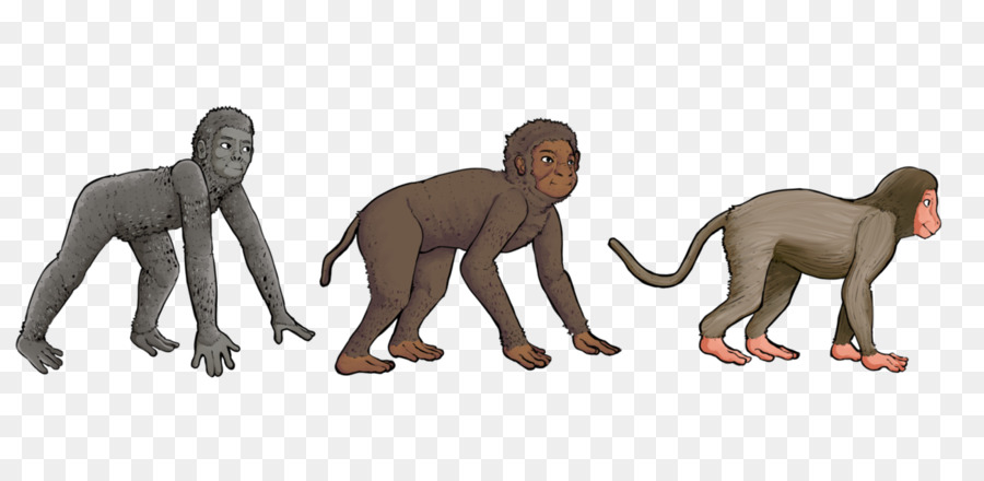 De Primatas，Aegyptopithecus PNG