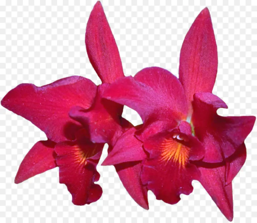Cattleya Labiata，Flor PNG