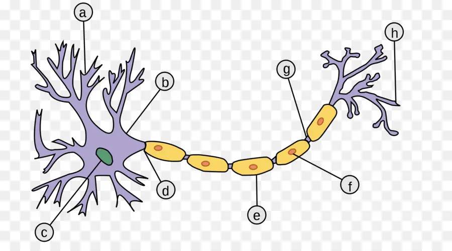 Neurônio，Axon PNG