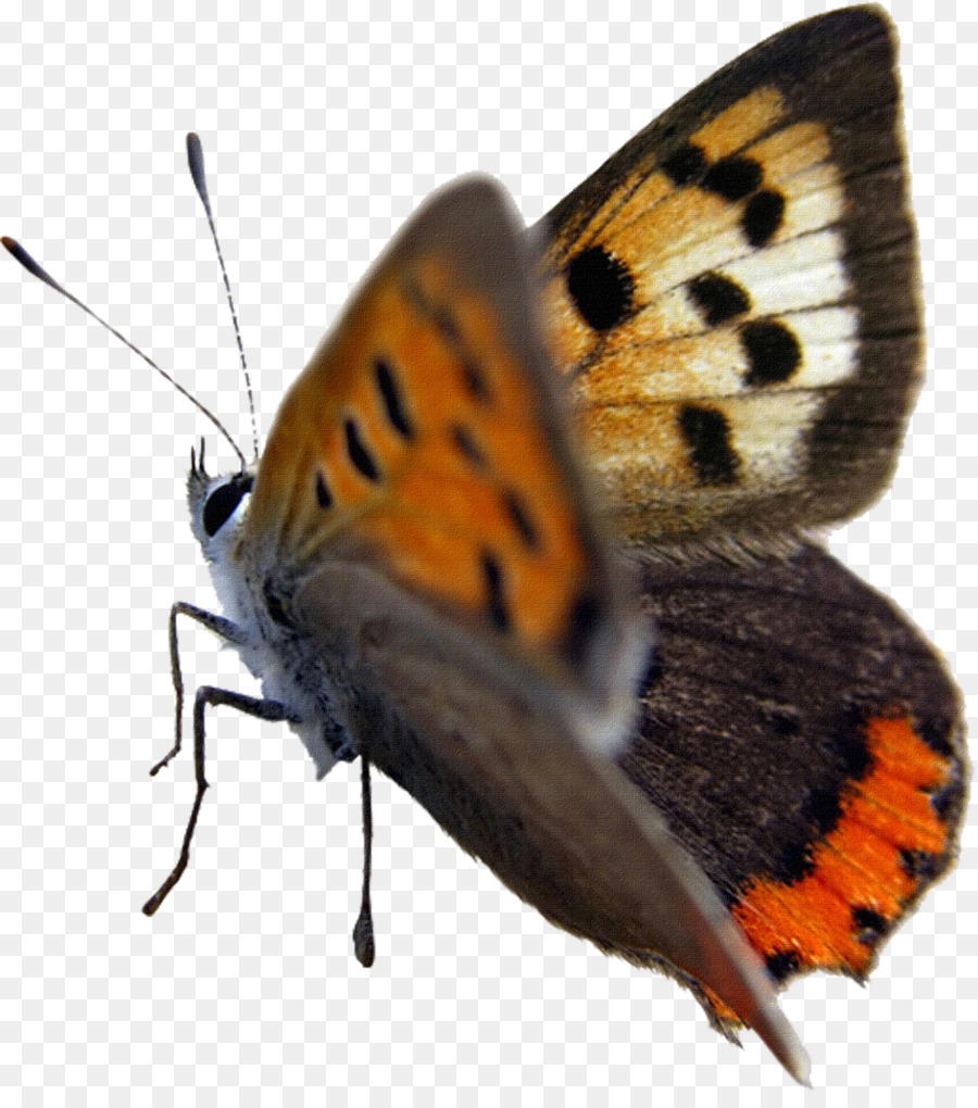 Borboleta，Marrom PNG