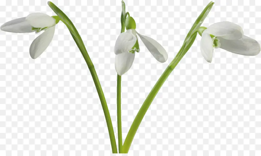 Flor，Galanthus Nivalis PNG