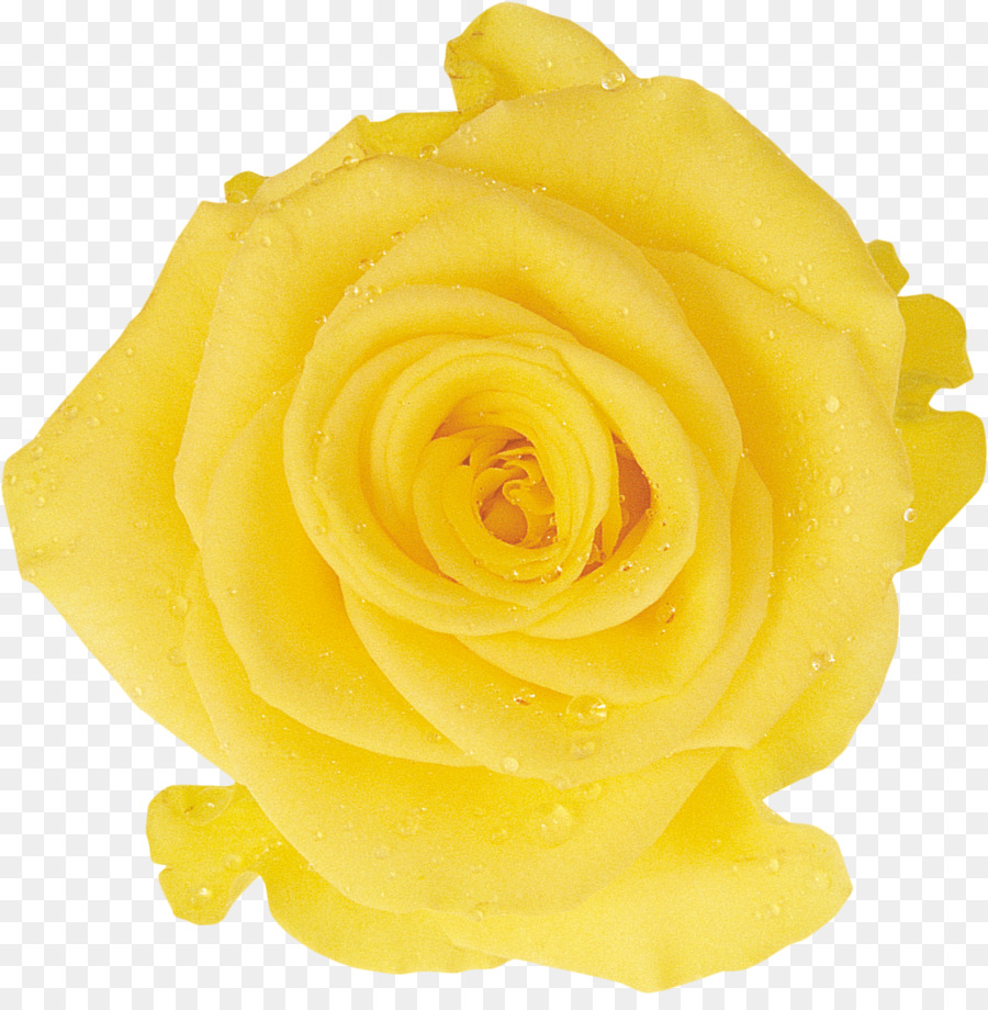 Rosa Branca，Florescer PNG