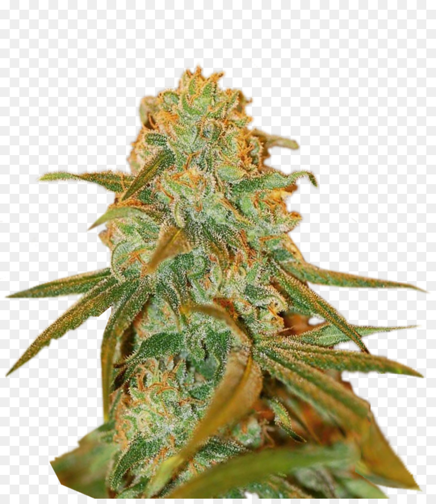Cannabis Cup，Cannabis PNG