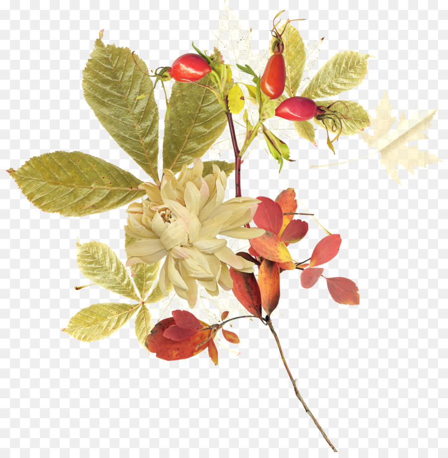 Flor，Florescer PNG