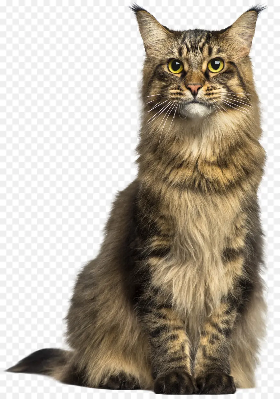 Maine Coon，Asiática Semilonghair PNG