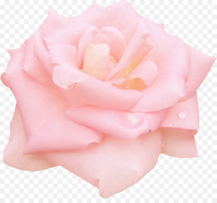 Ainda A Vida Cor De Rosa As Rosas，Cor De Rosa PNG