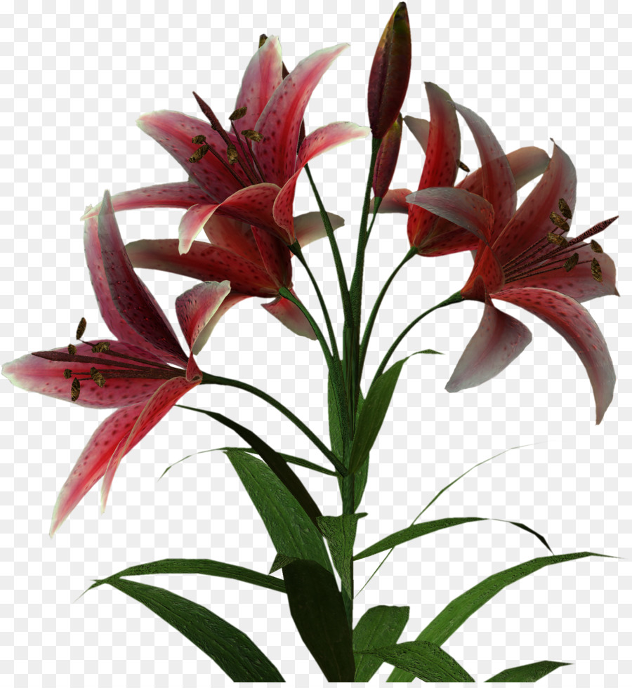 Lírio Vermelho，Plantar PNG