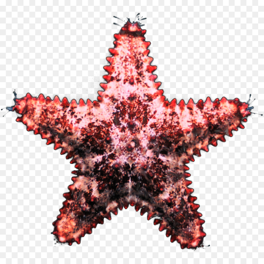 Invertebrados，Estrela Do Mar PNG