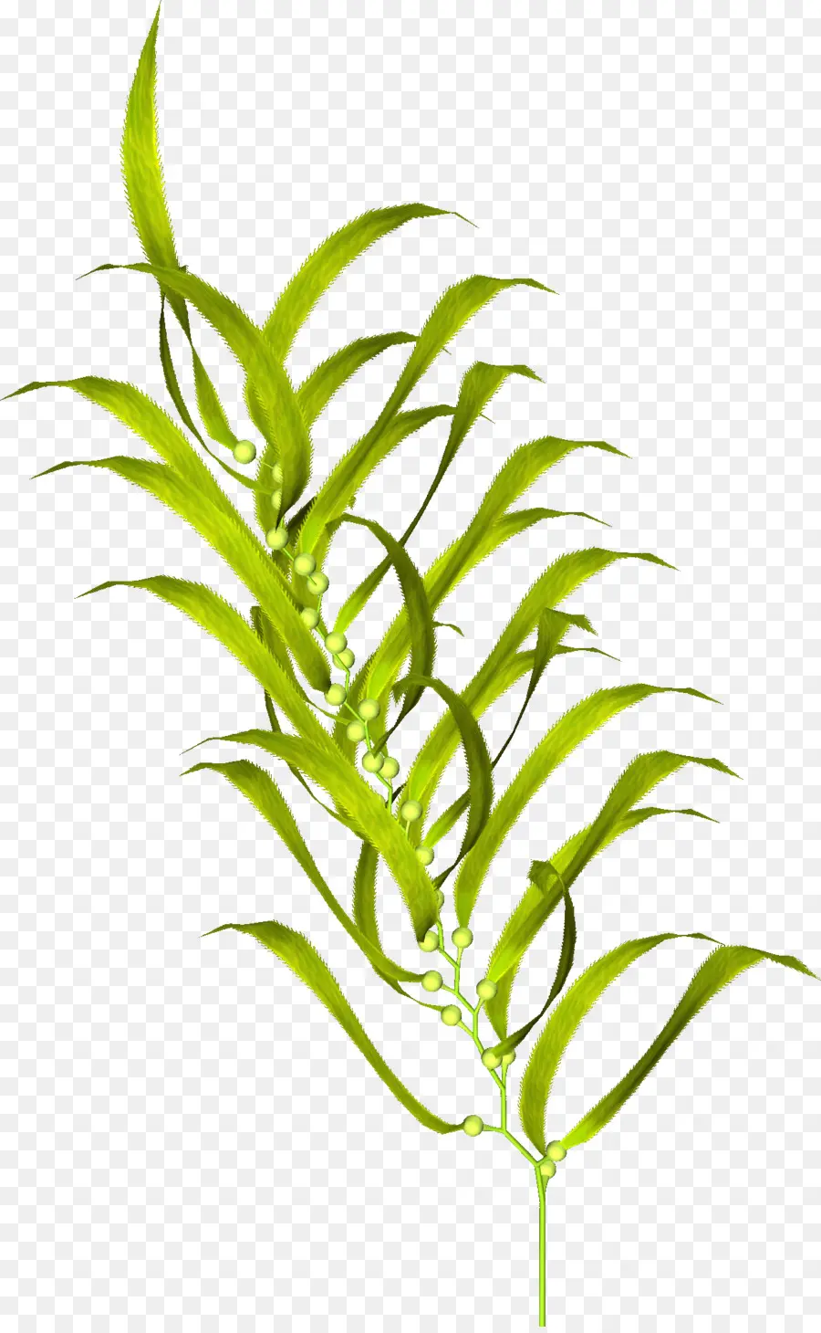 Planta，Algas PNG