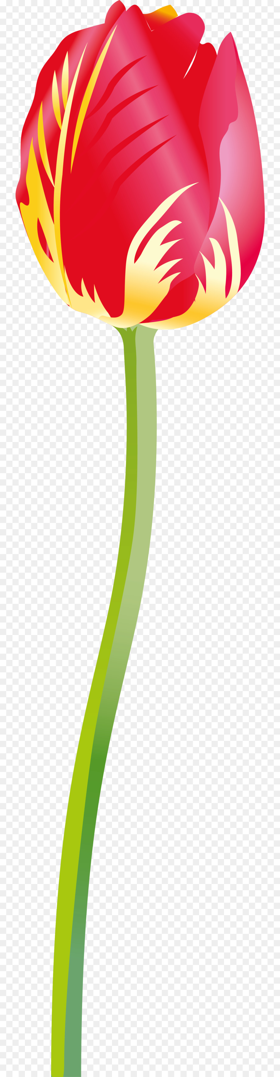 Tulipa Vermelha，Tronco PNG