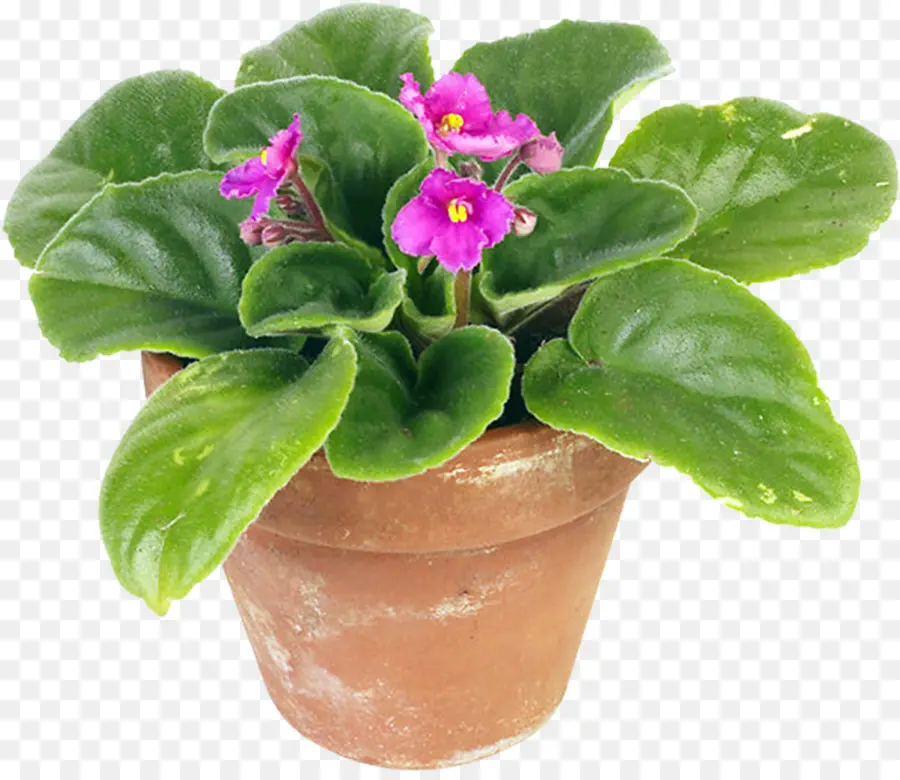 Planta，Flowerpot PNG