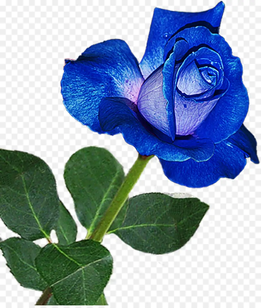 Rosa，Azul PNG