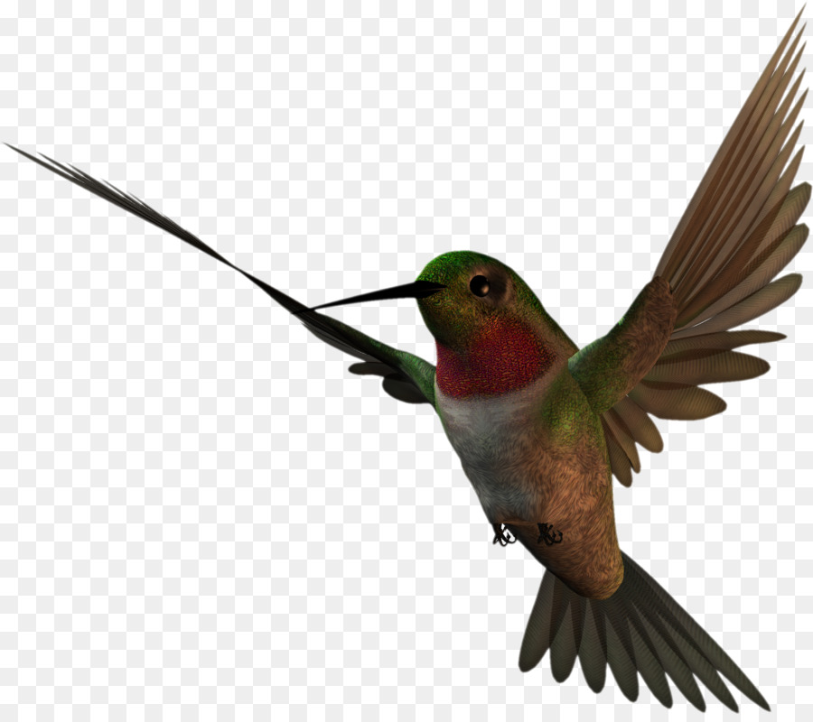 Colibri，Pássaro PNG