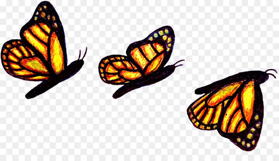 Asas De Borboleta，Colorido PNG