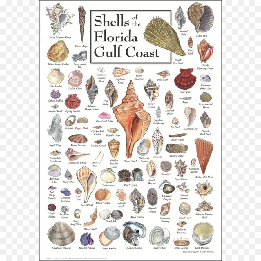 Golfo Do México，Seashell PNG