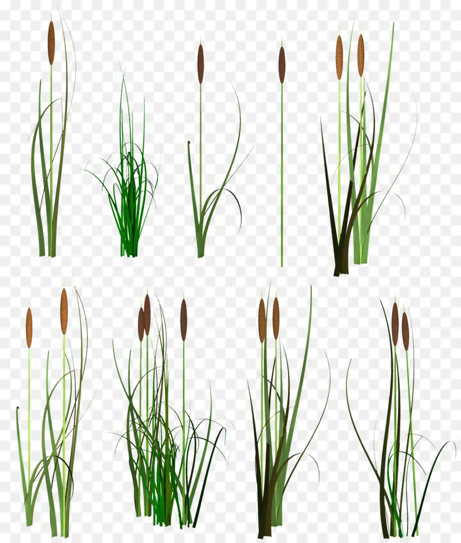 Scirpus，Reed PNG