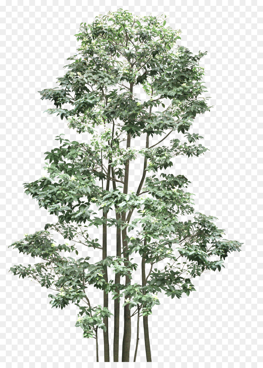 árvore，Outtree PNG