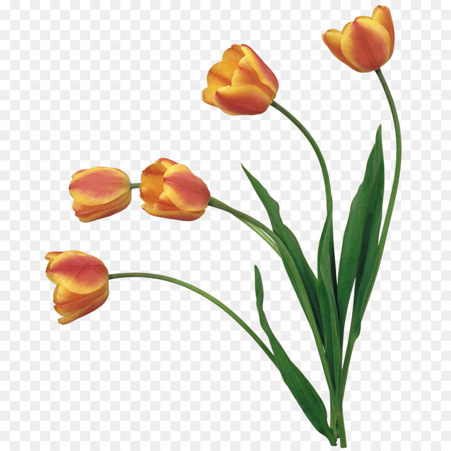 Tulipas Amarelas，Tulipas PNG