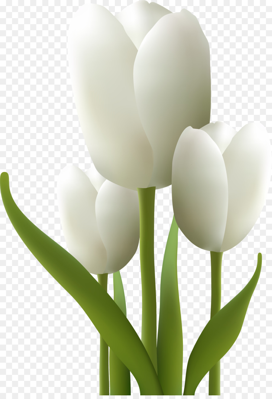 Tulipas Brancas，Florescer PNG