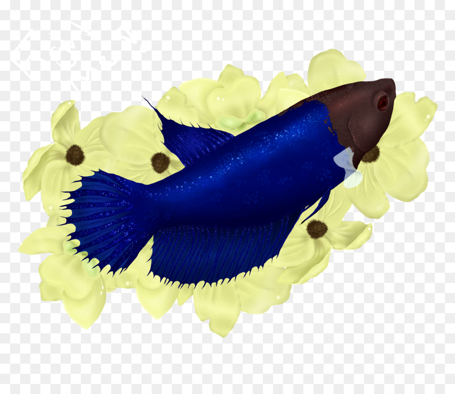 Mamíferos Marinhos，Biologia Marinha PNG