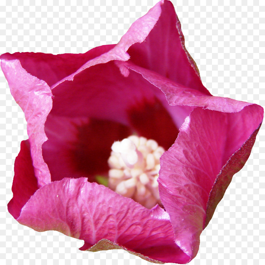 Mallows，Hibiscus PNG