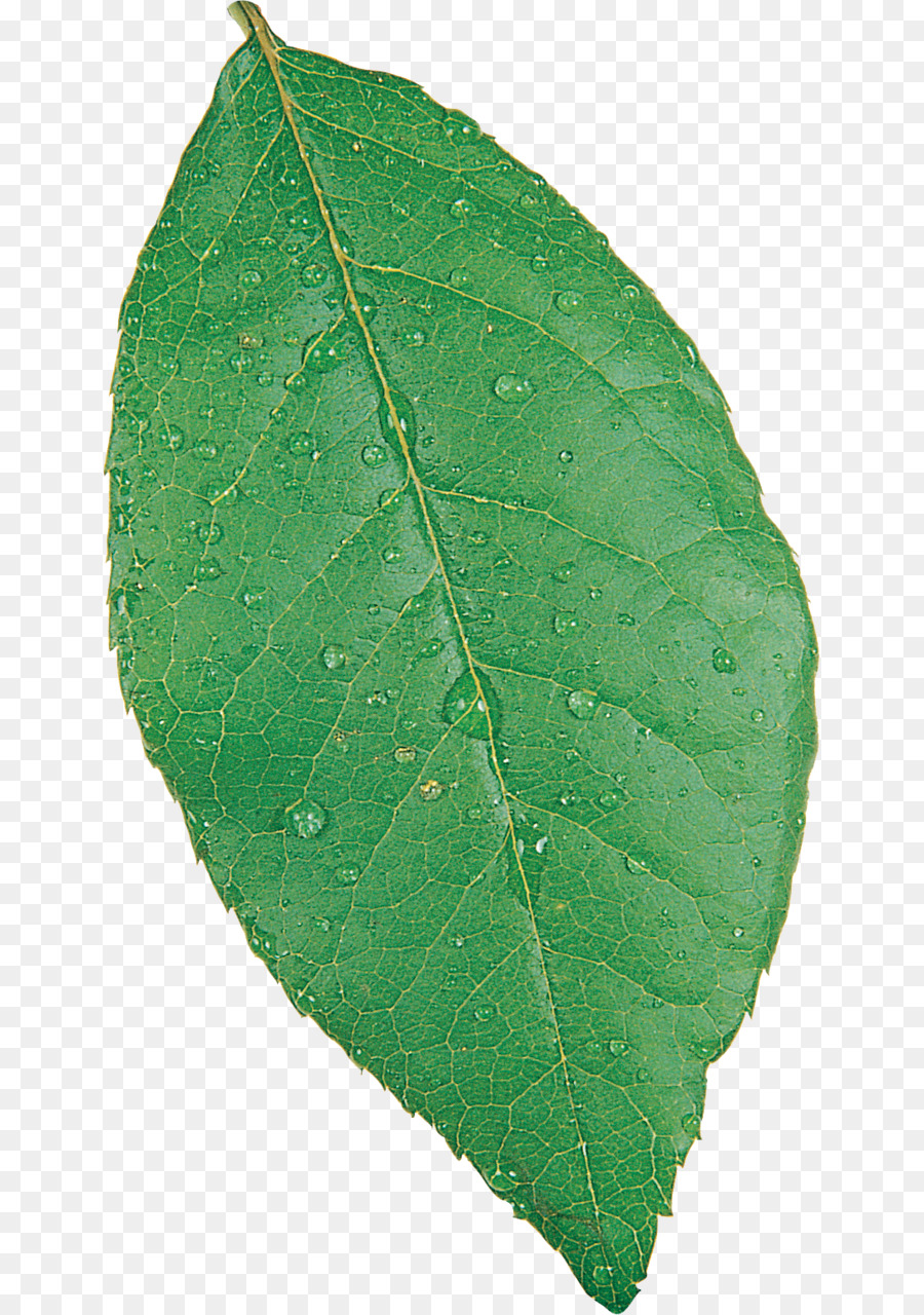 Folha Verde，Gotas De água PNG