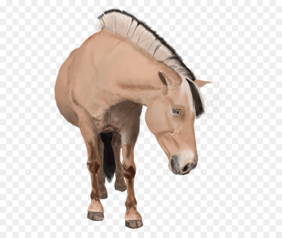 A American Paint Horse，Garanhão PNG