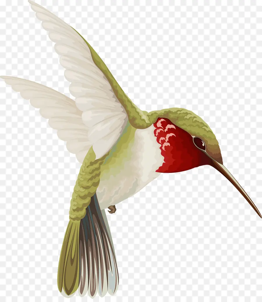 Beija Flor，Aves PNG