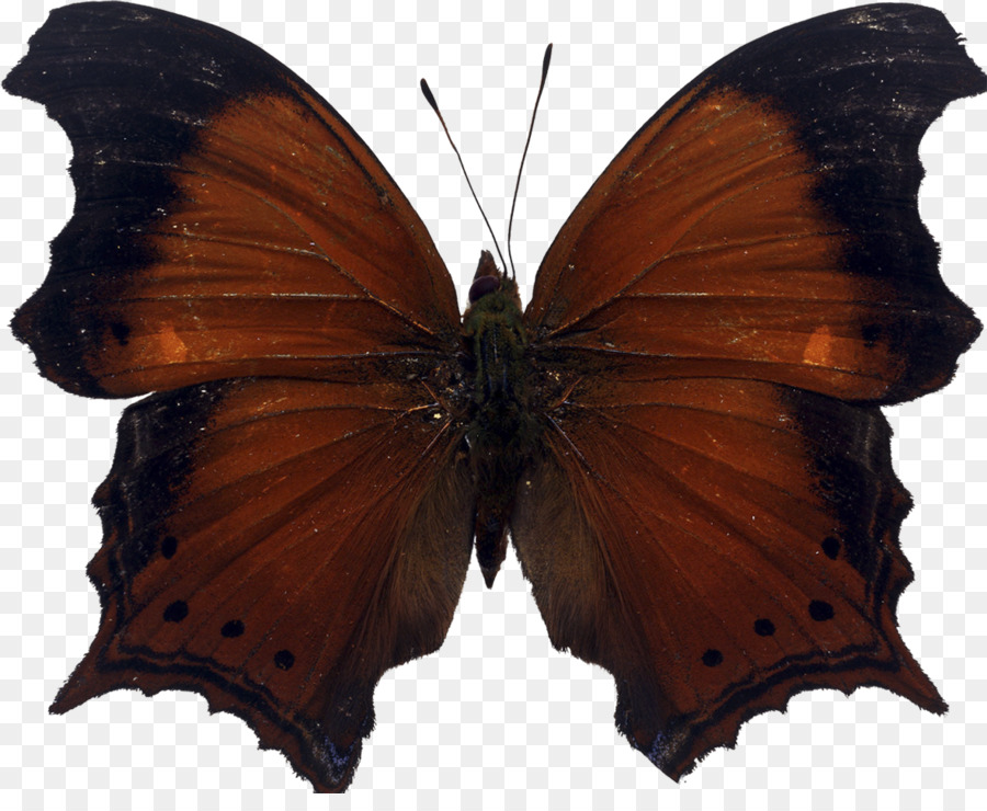 Borboleta Negra，Asas PNG