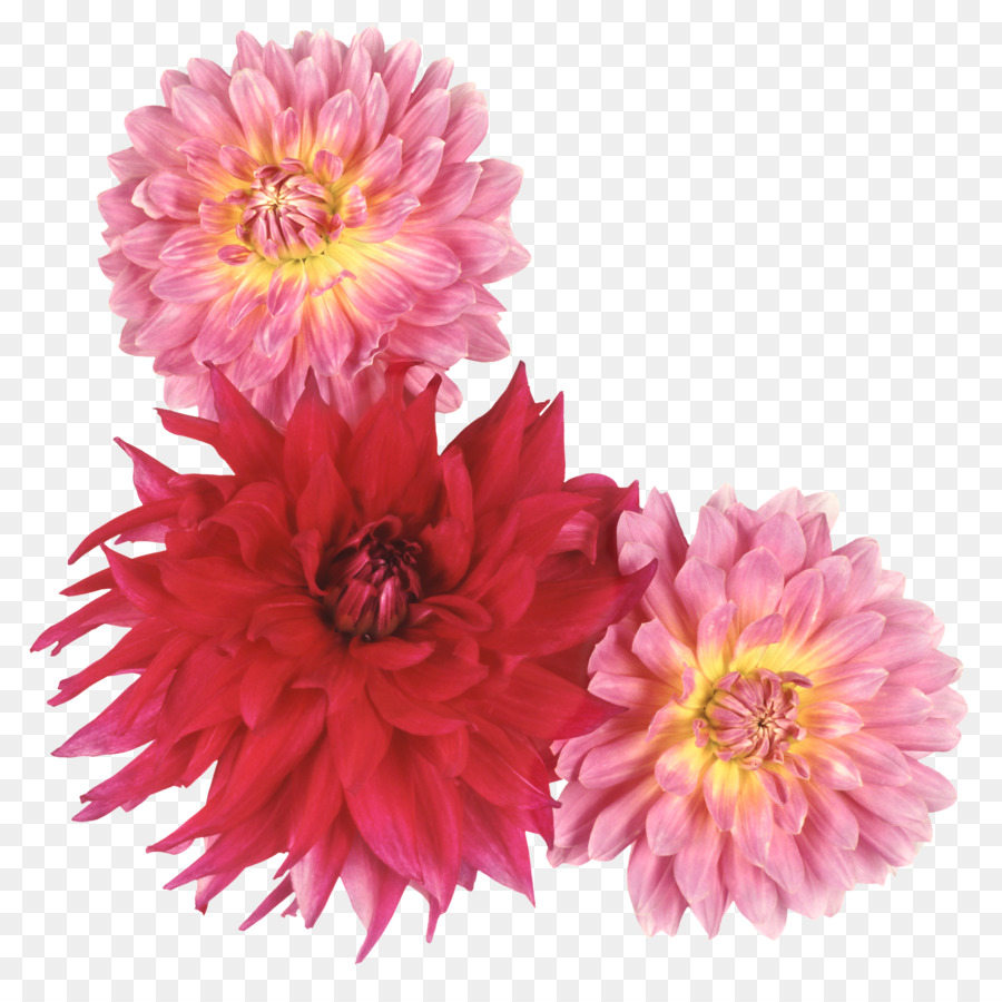 Flores，Ramalhete PNG