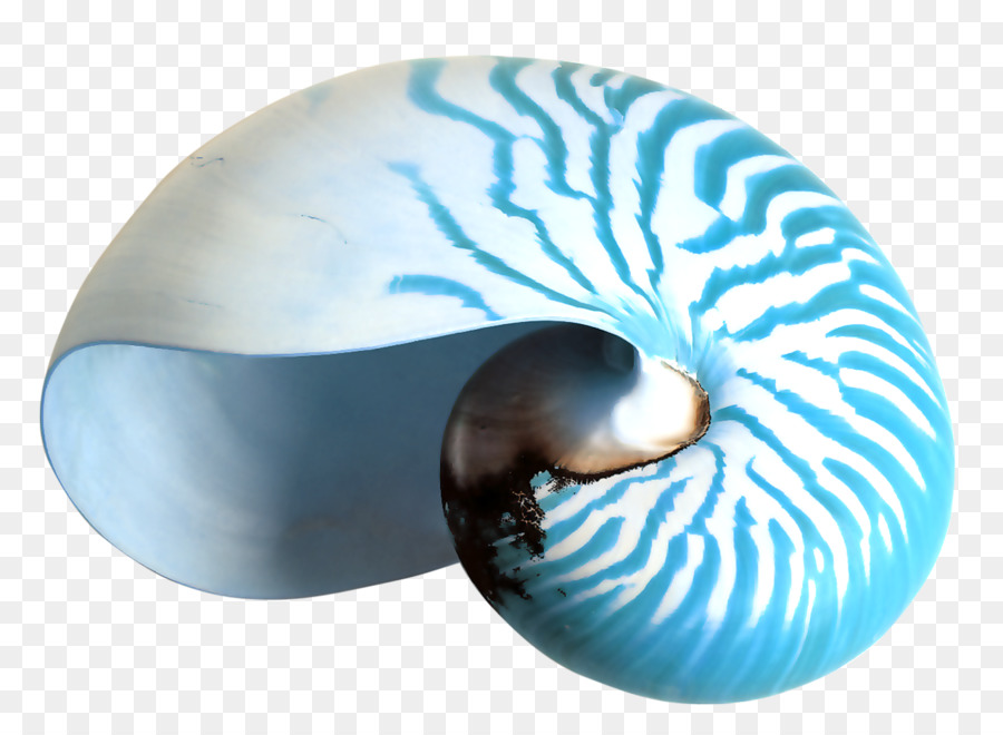 Concha Do Nautilus，Azul PNG